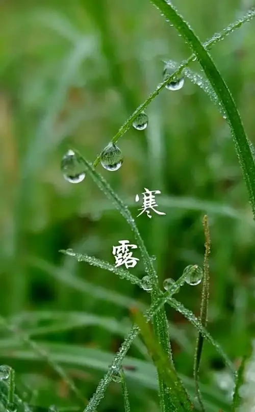 《七律 · 寒露》作者/黄石华