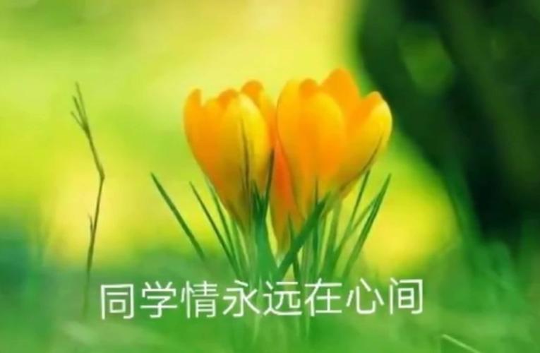 《同学情》联机全球发布吴华龙作品欣赏（图5）