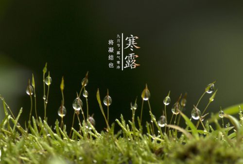 【经典推荐】王清义//七律•寒露（欣赏）（图2）