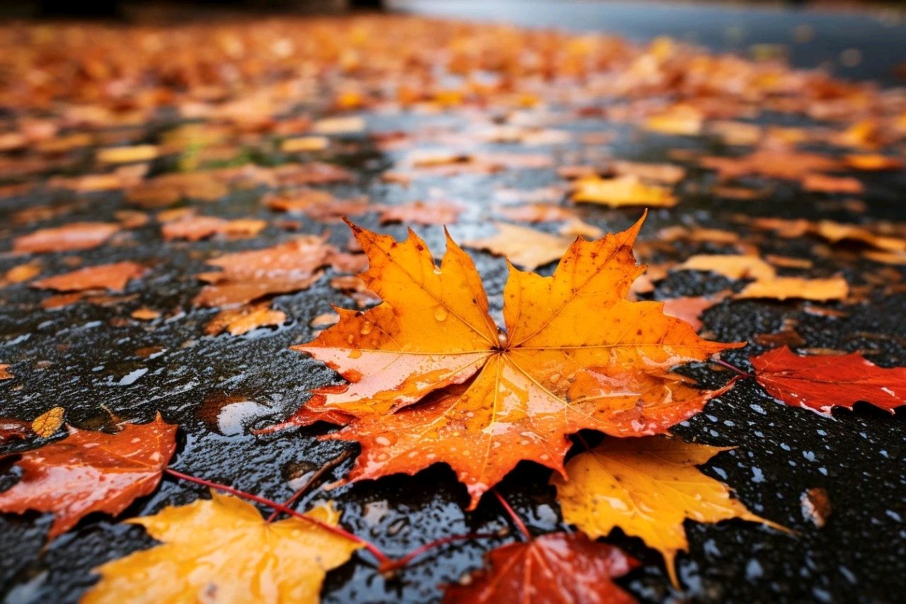 春之声朗诵【落叶🍂】作者/刘长军 视频制作/弘华（图4）