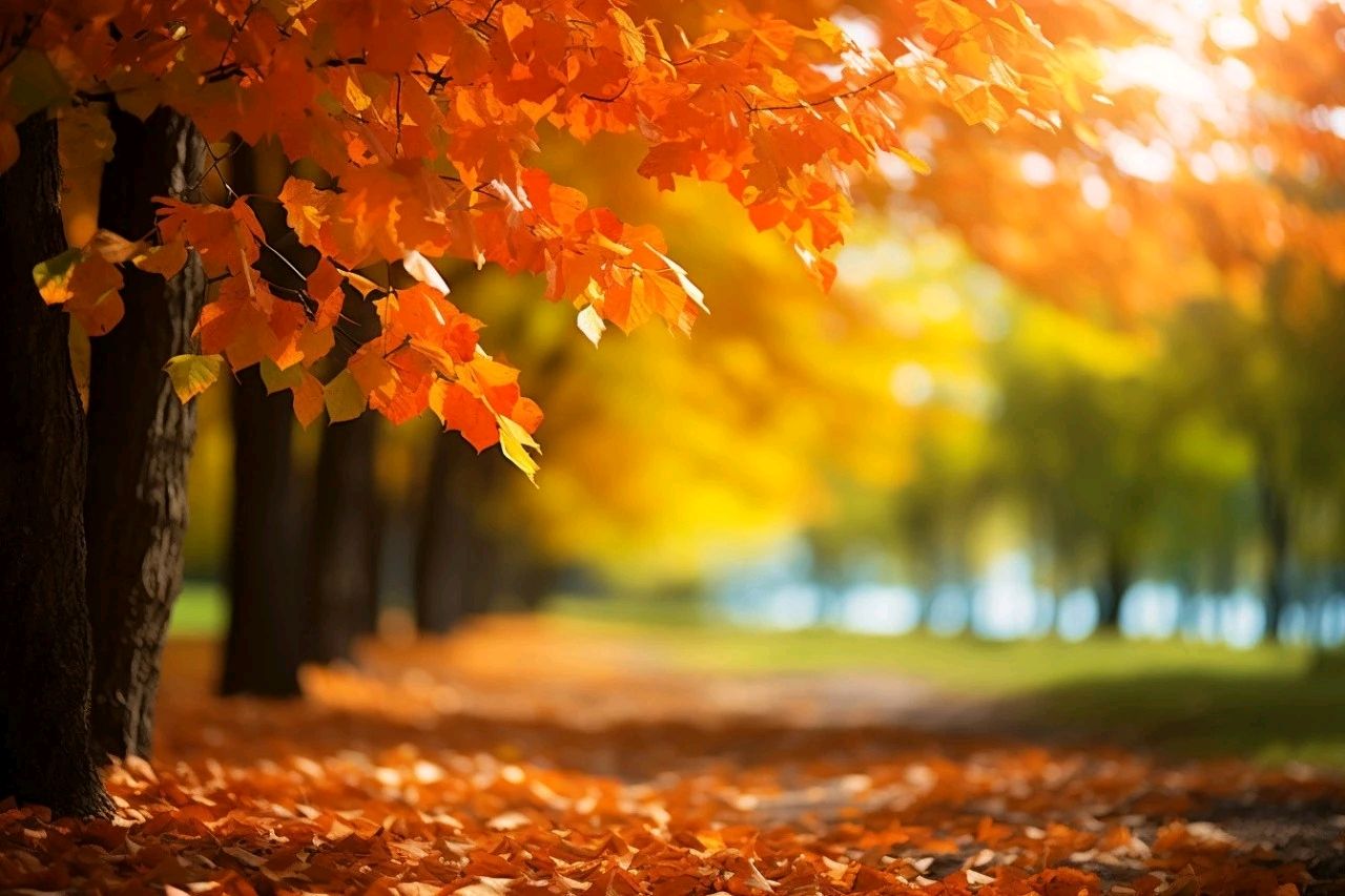 春之声朗诵【落叶🍂】作者/刘长军 视频制作/弘华（图13）