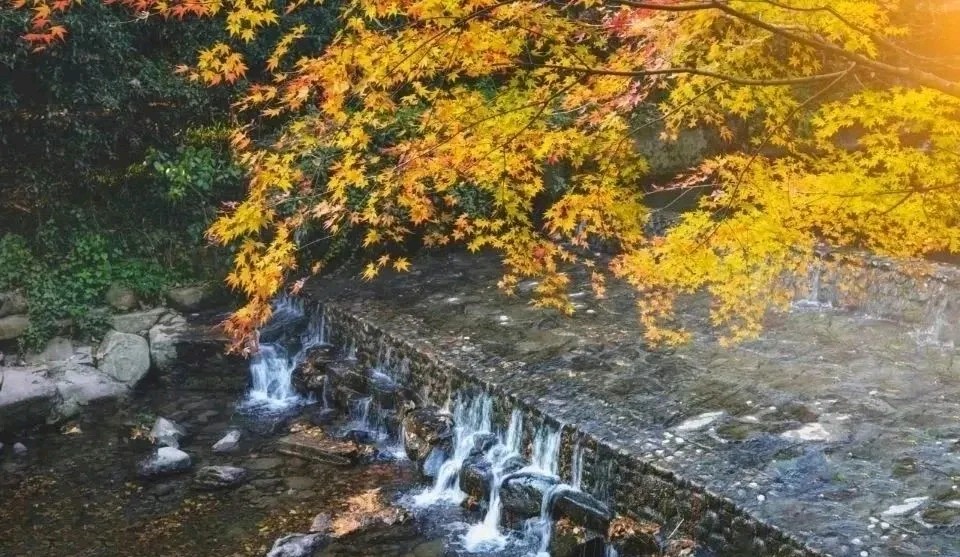 春之声朗诵【落叶🍂】作者/刘长军 视频制作/弘华（图9）