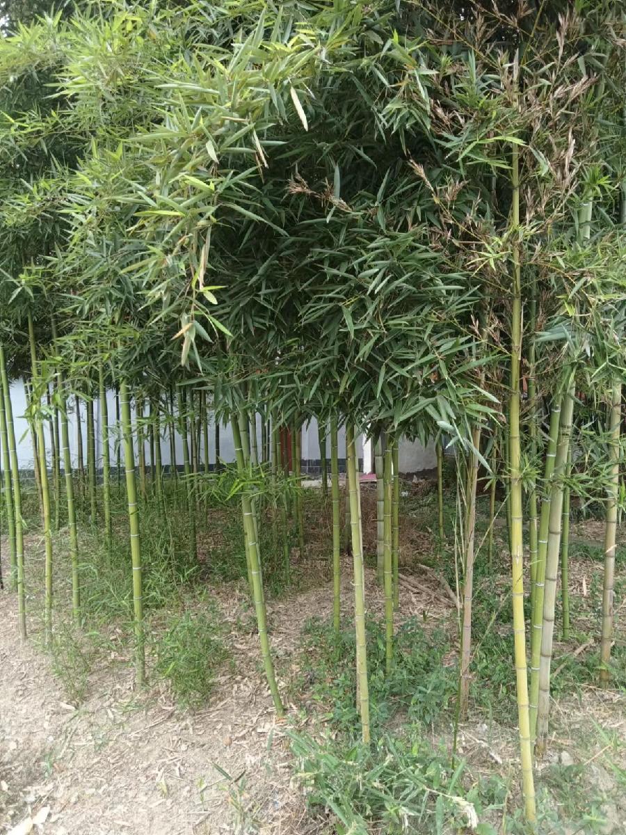 【经典推荐】张建国//小竹｛杭州西湖、小竹美景颂｝（图2）
