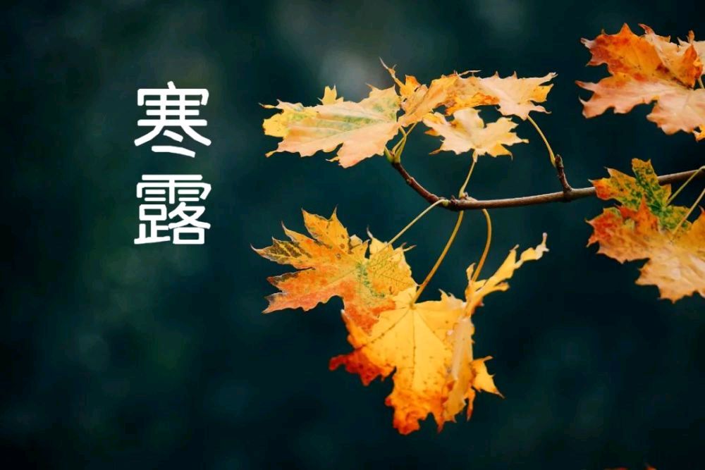 《九江文学社：北京头条》《寒露节气》专刊【总第1865期】（图7）