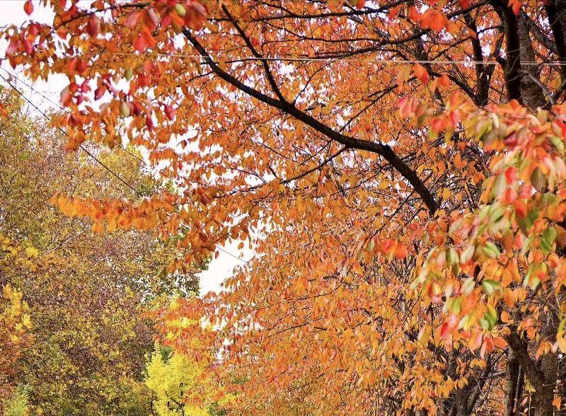 原创散文《第430期》《墨海文香》内蒙古赤峰市《都市头条》原创音频《弘扬国学》（图3）