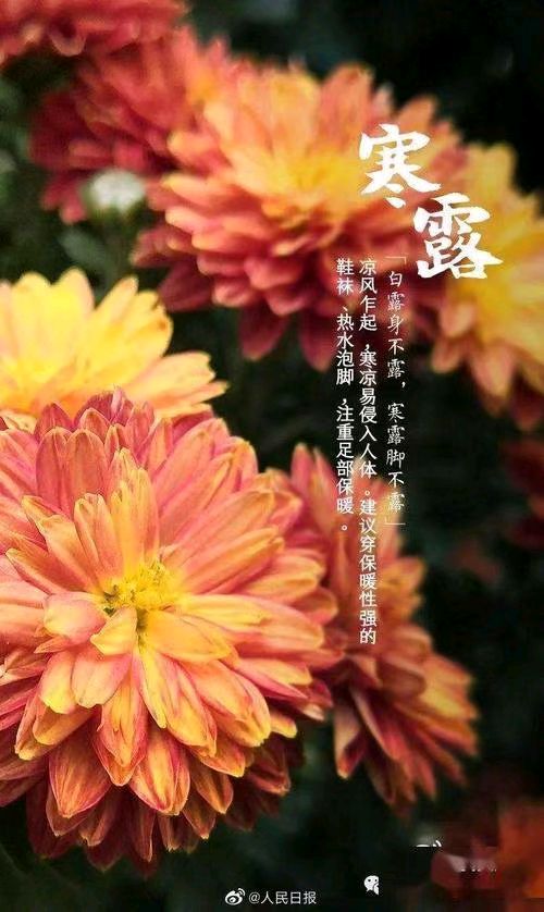 【荣耀中国】五绝·寒露（下平七阳）文/姚福仁（图2）