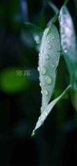 《寒露》作者:芦国柱【主播:燕子】【桃源国际诗歌集团】用声音传递温暖以诵读致敬人生♬（图7）