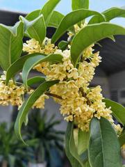 《八月桂花香》作者:秋谷【主播:燕子】【桃源国际诗歌集团】用声音传递温暖以诵读致敬人生♬（图7）