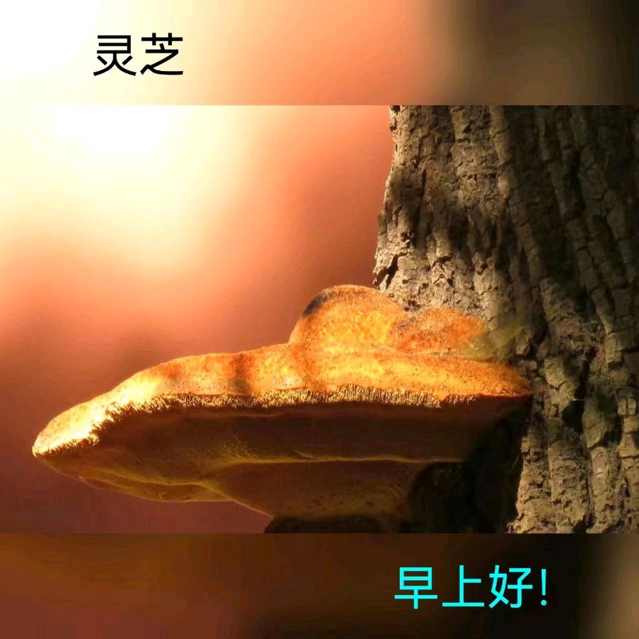 联机全球发布马洪武作品欣赏（图461）