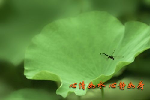 金子朗诵《金句》专集之四；收集：金华(李敬党)；编辑：开心快乐【运河之春】(第096期)（图7）