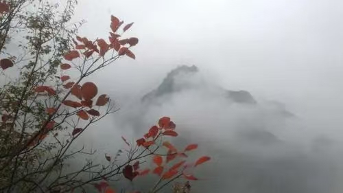 秋雨（文/许碧霞）……莲叶之珠文学社