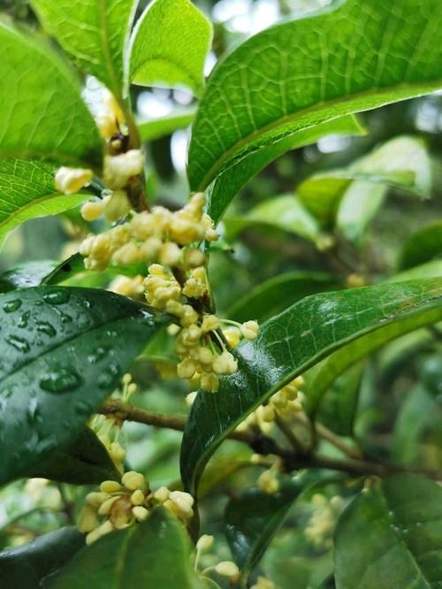 《此时多美呀*桂花落雨 碎碎念》作者:施宏‖主播:丹桂【桃源国际诗歌集团】桃源♬ 馨声（图5）