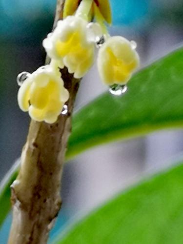 《此时多美呀*桂花落雨 碎碎念》作者:施宏‖主播:丹桂【桃源国际诗歌集团】桃源♬ 馨声（图6）
