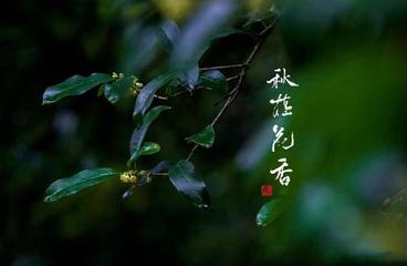《秋香》作者:芦国柱【主播:青苗】【桃源国际诗歌集团】用声音传递温暖以诵读致敬人生♬（图5）