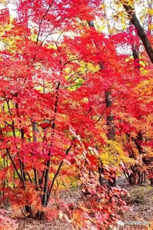 【中国长江文学社】《鲜花与红叶的邂逅》作者 战文山//主播 心静//编辑 岁月静好 【第6592期】（图5）