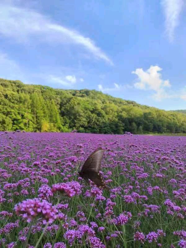 【中国长江文学社】《鲜花与红叶的邂逅》作者 战文山//主播 心静//编辑 岁月静好 【第6592期】（图6）