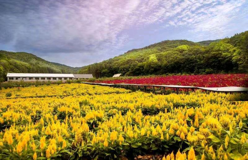 【中国长江文学社】《鲜花与红叶的邂逅》作者 战文山//主播 心静//编辑 岁月静好 【第6592期】（图7）
