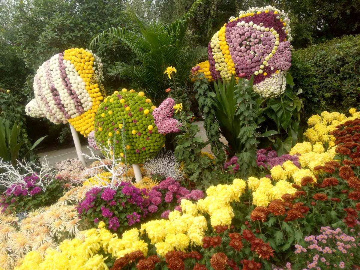 东方书剑的《山花子•观菊展寄怀》