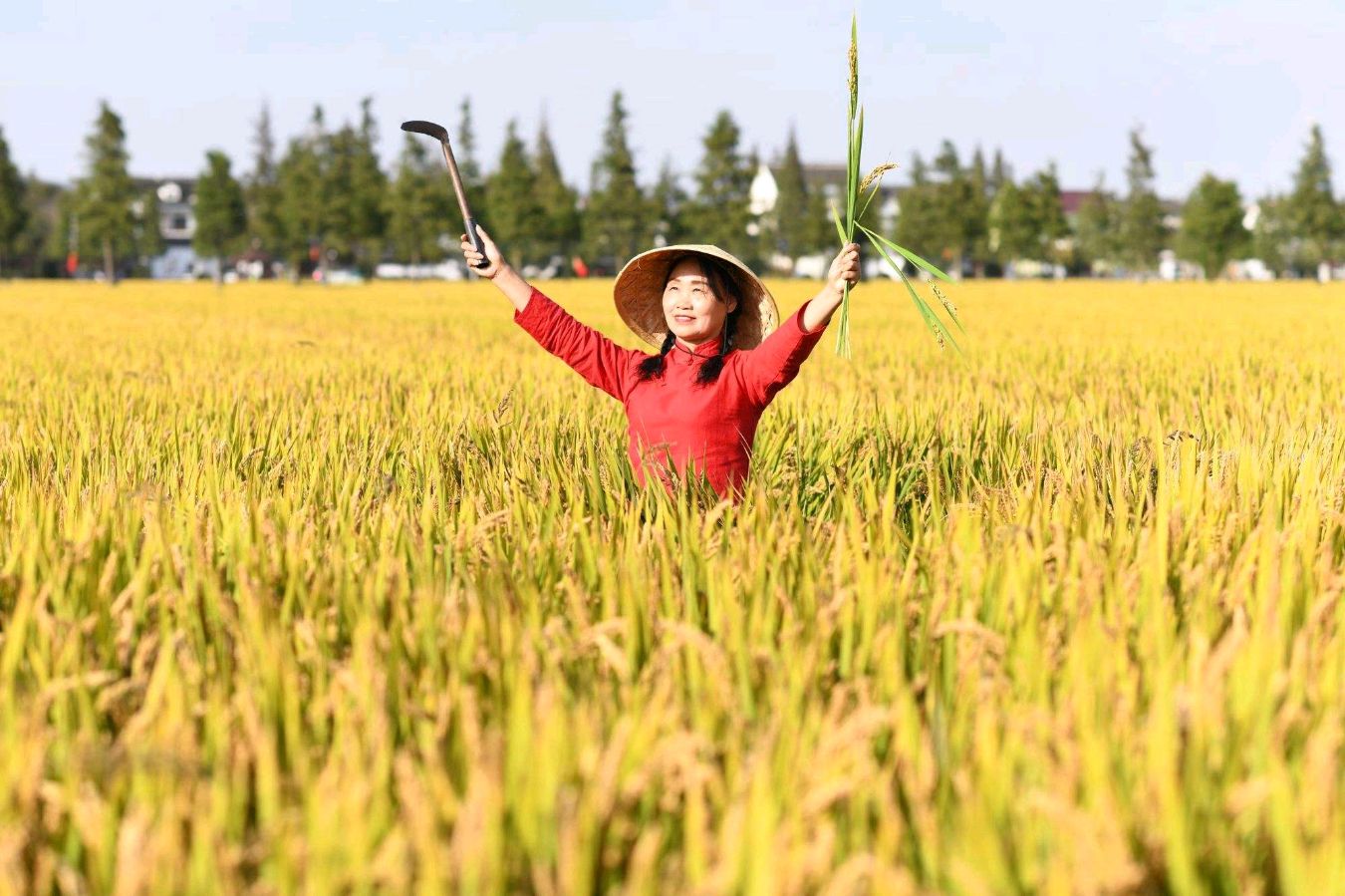 东方书剑的《山花子•秋收》