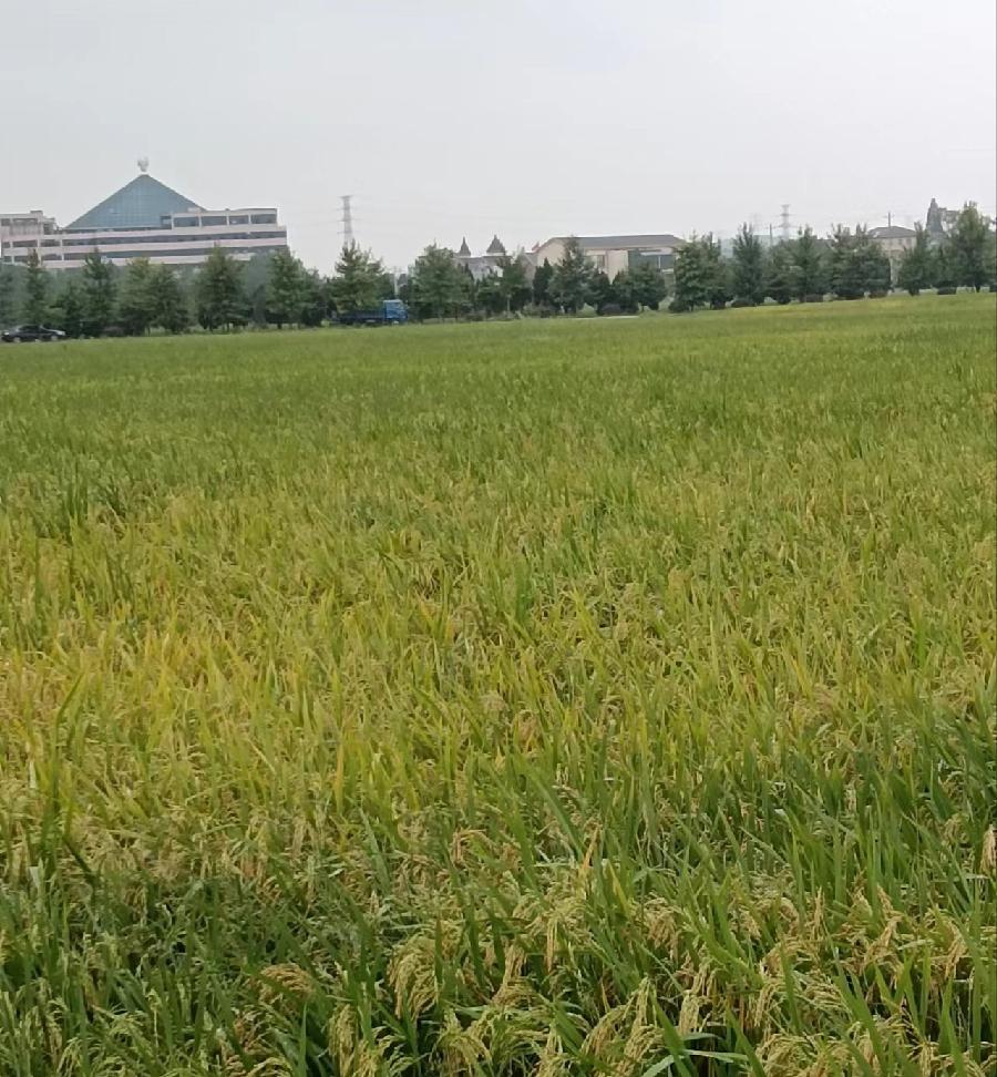 【经典推荐 美丽乡村】张建国//乡村秋景（图4）