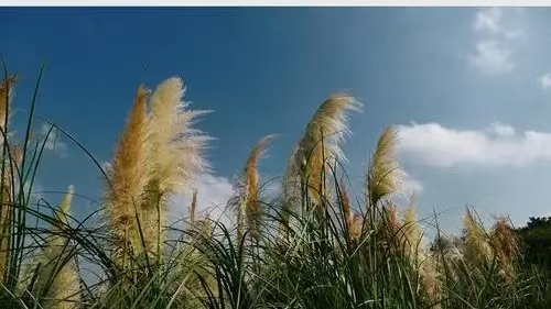 霜天晓角·秋韵（文/许碧霞）……莲叶之珠文学社