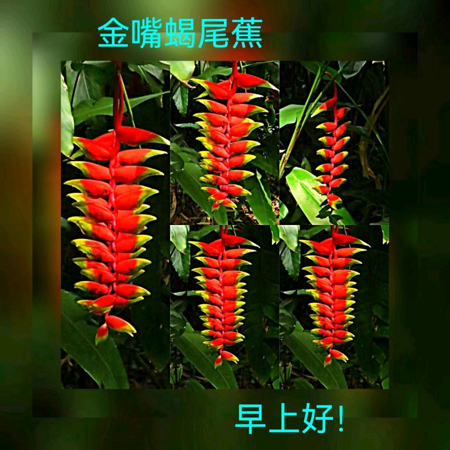 联机全球发布马洪武作品欣赏（图456）