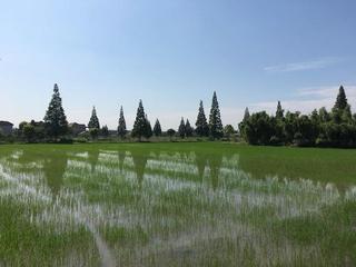 《我在崇明乡间摄影》作者:石沉【主播:梦里水乡】【桃源国际诗歌集团】用声音传递温暖以诵读致敬人生♬（图6）