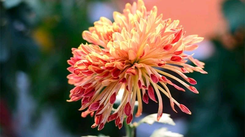 【诗词鉴赏】咏菊组诗 文/刘志（图6）