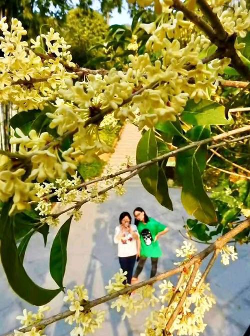 【新山东文学社】《八月桂花香》作者/香香 主播/竹韵丽影（图3）