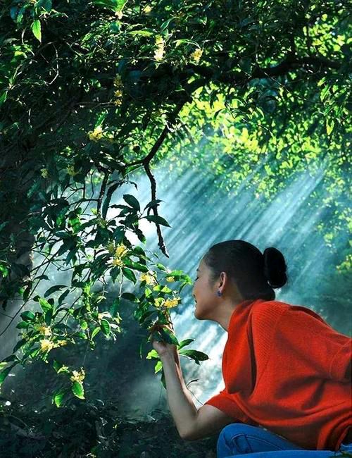 【新山东文学社】《八月桂花香》作者/香香 主播/竹韵丽影（图5）