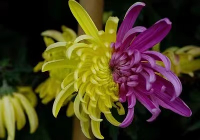 【诗词鉴赏】咏菊组诗 文/刘志（图7）