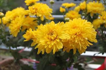 七绝·菊梦菊梦（文/冯清明）……莲叶之珠文学家（图3）
