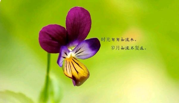 《感叹我的重阳》作者/海鹰 诵读/冬日艳阳 编辑制作/雨杉【花雨馨声】第486期（图6）