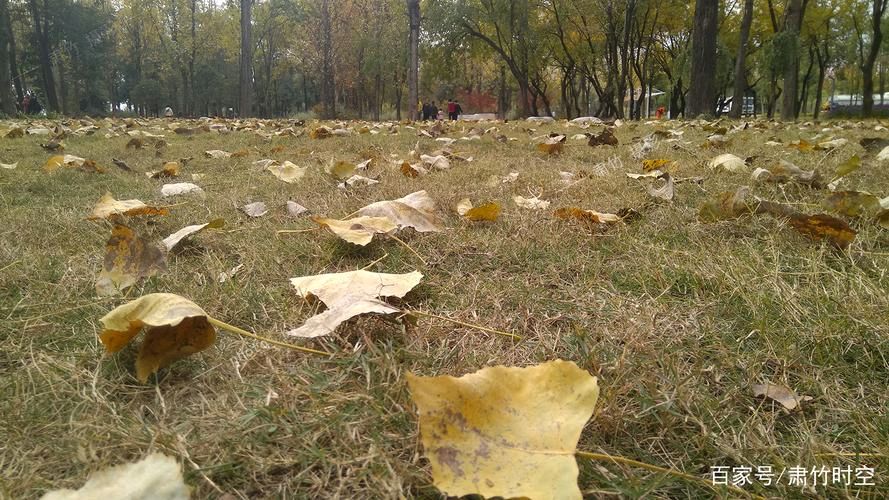 《写给十月·秋又萧瑟》作者:风清【主播:知语】【桃源国际诗歌集团】桃源♬ 馨声（图6）