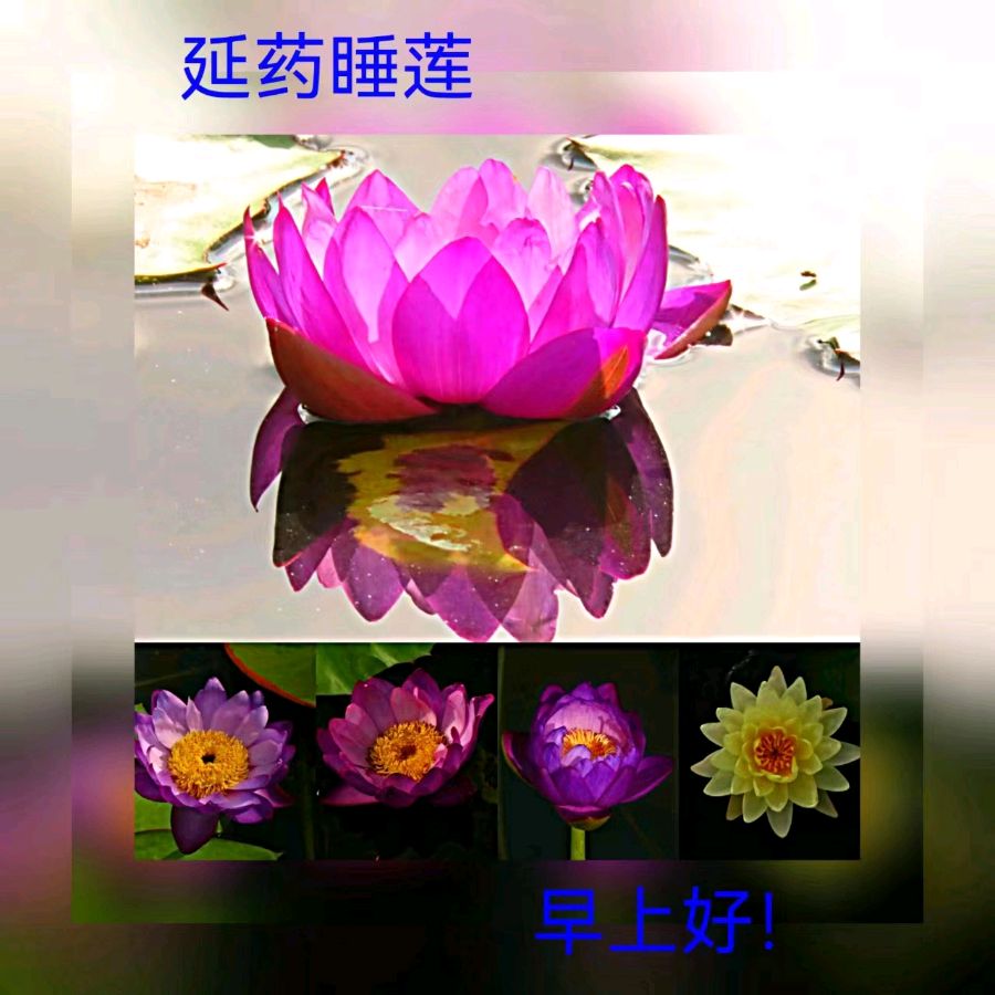 联机全球发布马洪武作品欣赏（图452）