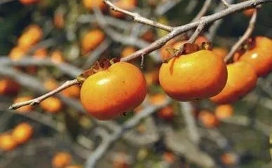 国风上海社‖空里流霞个人专刊—上海头条（图2）