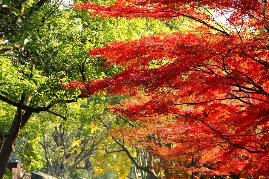 枫叶红了(外一首)诗||苏珊(图14)