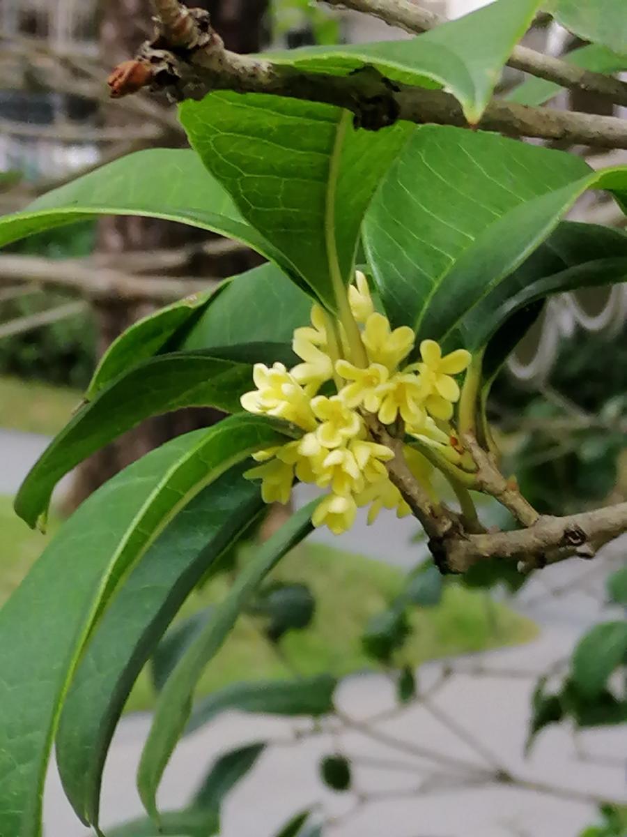 临江仙 桂花秋／江冲（图3）
