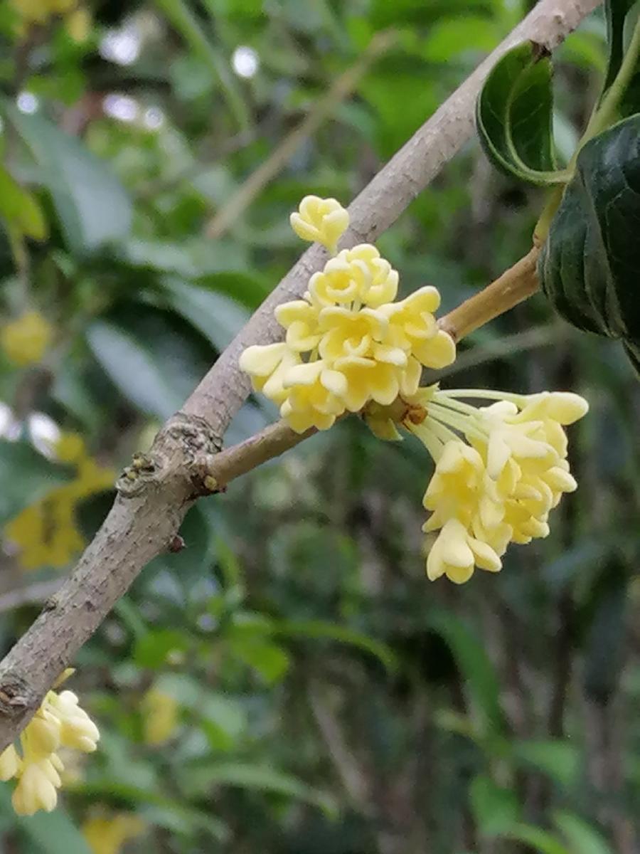 临江仙 桂花秋／江冲（图4）