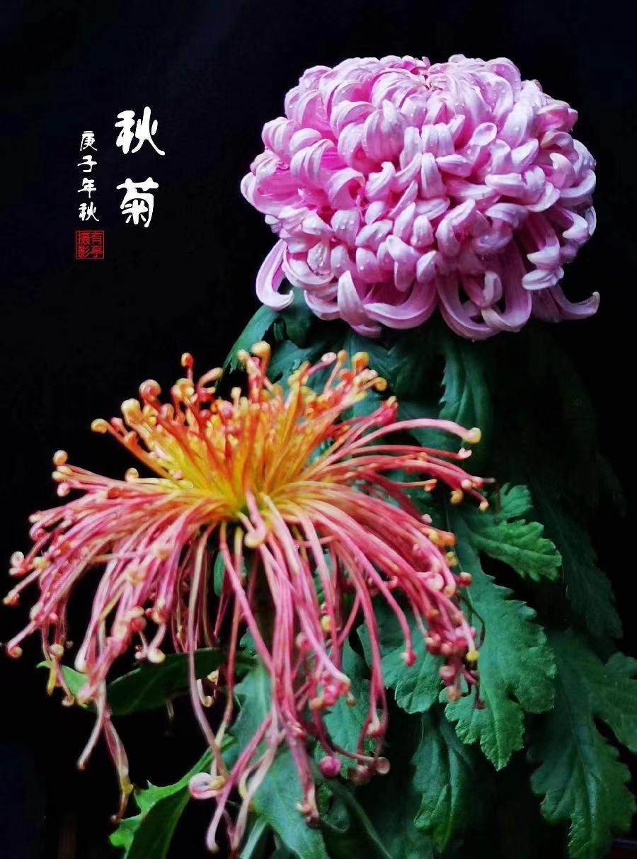 七律-独醉深秋那抹红～诗||雅轩琴韵（图16）