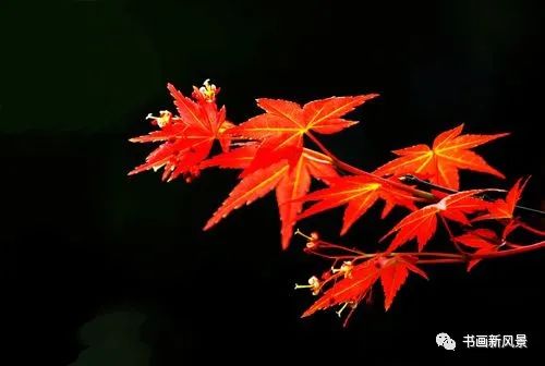 一朵玫瑰花——文/分飞燕——【诗当代】征稿——都市头条（图4）