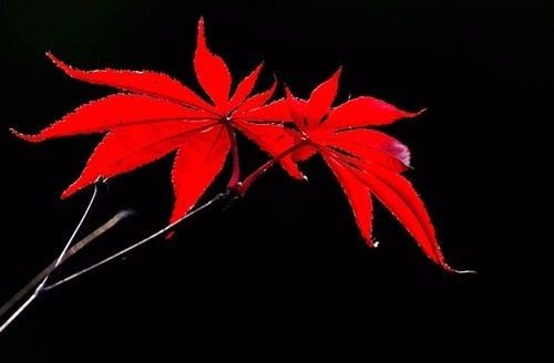 一朵玫瑰花——文/分飞燕——【诗当代】征稿——都市头条（图3）