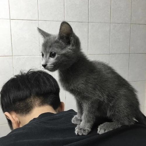 《一只名字叫做云的猫》作者:听雨【主播:知语】【桃源国际诗歌集团】用声音传递温暖以诵读致敬人生♬（图6）