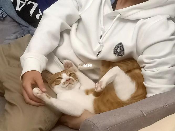 《一只名字叫云的猫》作者:听雨【主播:玲子】【桃源国际诗歌集团】用声音传递温暖以诵读致敬人生♬（图5）