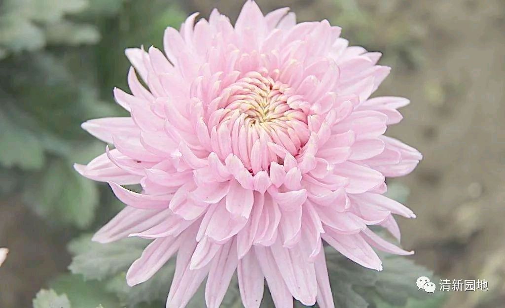 《菊》陶征平（图3）