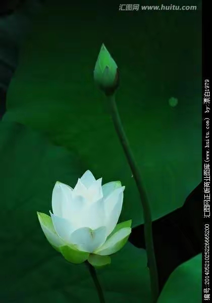 ［养生保健栏］医疗闲谈（文：郑小兰/孙述考）……莲叶之珠文学设（图4）