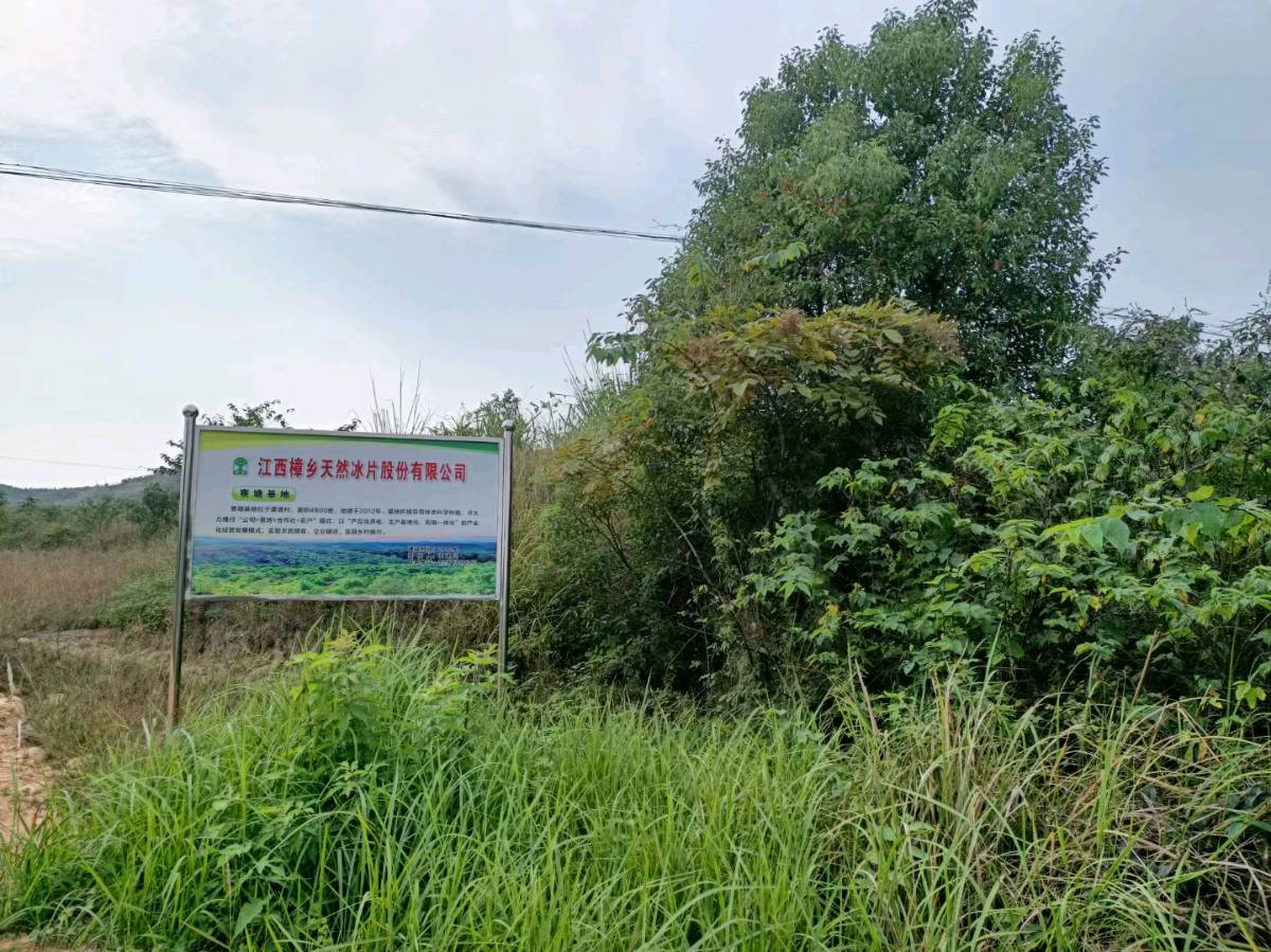 满庭芳·赞樟乡龙脑冰片公司(晏几道体) 七律三首 福乡龙脑冰片文 / 山水逸翁 (王忠森)（图5）