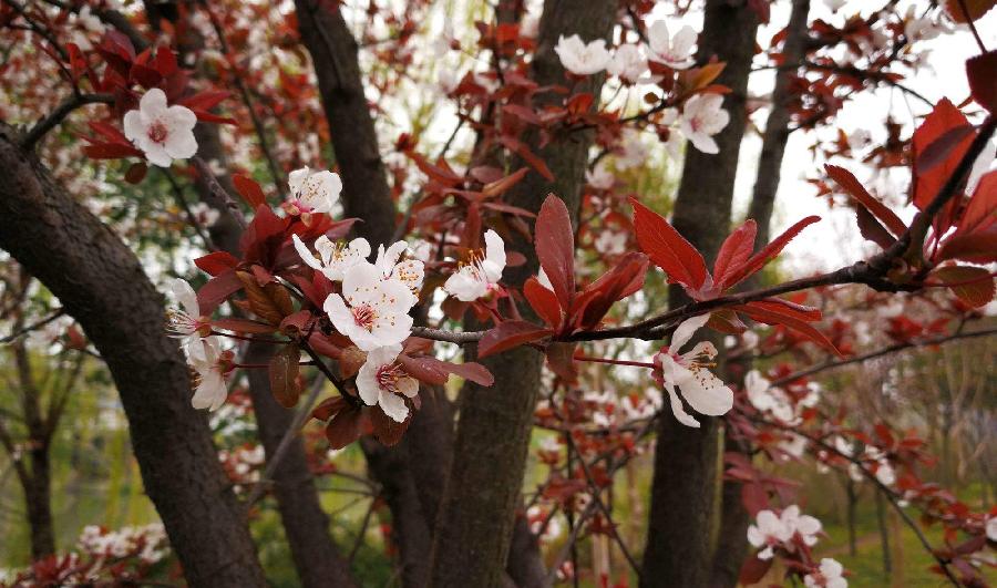 【新诗大观】咏花诗十二首||文/张道发(图4)
