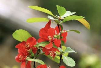 【新诗大观】咏花诗十二首||文/张道发(图8)
