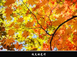 《秋的颜色》作者:东方【主播:丹桂】【桃源国际诗歌集团】用声音传递温暖以诵读致敬人生♬（图8）